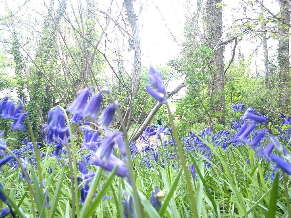 bluebells binsted woods